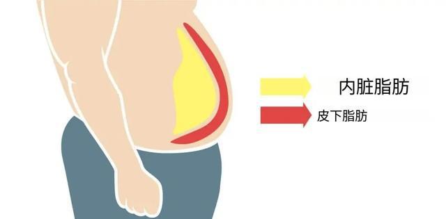 最科学的体测方法与身体成分解析”瓦力棋牌游戏“精准掌握身体密码：(图2)